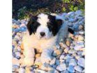 Saint Berdoodle Puppy for sale in Ephrata, PA, USA