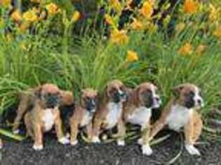 Boxer Puppy for sale in Terre Haute, IN, USA