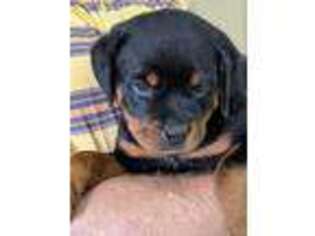 Rottweiler Puppy for sale in Bernville, PA, USA