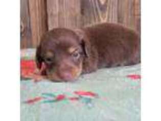 Dachshund Puppy for sale in Buchanan, GA, USA