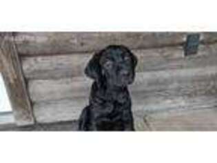 Cane Corso Puppy for sale in Pittsview, AL, USA