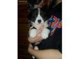 Cardigan Welsh Corgi Puppy for sale in Bagley, MN, USA