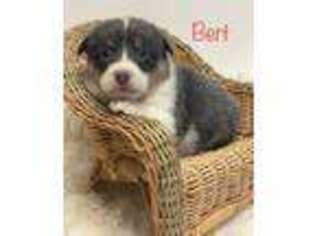 Pembroke Welsh Corgi Puppy for sale in Chapman, KS, USA