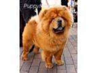 Chow Chow Puppy for sale in Morristown, NJ, USA