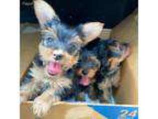 Yorkshire Terrier Puppy for sale in Goleta, CA, USA