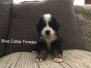 Bernese Mountain Dog Puppy for sale in Dunn, NC, USA