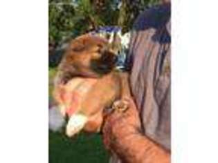 Shiba Inu Puppy for sale in Sodus, NY, USA