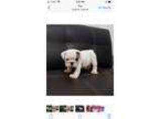 Bulldog Puppy for sale in Plano, TX, USA