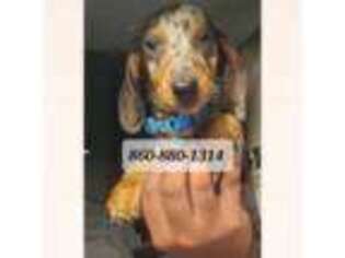Dachshund Puppy for sale in Groton, CT, USA