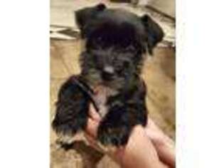 Mutt Puppy for sale in Mead, OK, USA