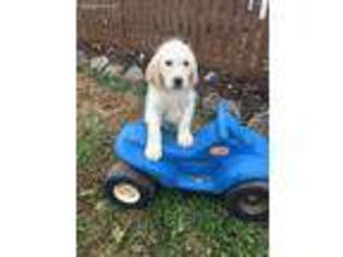 Labradoodle Puppy for sale in Statesville, NC, USA