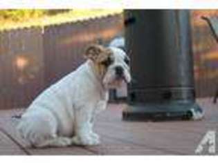 Bulldog Puppy for sale in SUN CITY, CA, USA