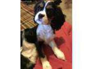 Cavalier King Charles Spaniel Puppy for sale in Pine, CO, USA