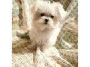 Maltese Puppy for sale in Toledo, OH, USA