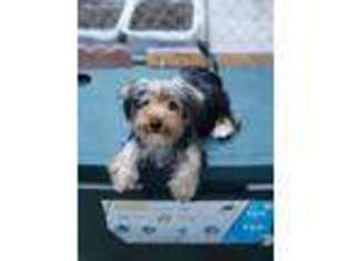 Yorkshire Terrier Puppy for sale in San Jose, CA, USA