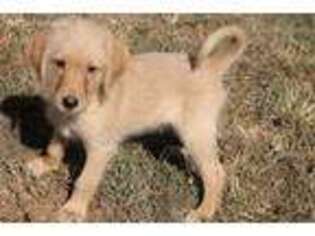 Labradoodle Puppy for sale in Thomasville, NC, USA