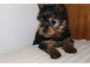 Yorkshire Terrier Puppy for sale in Hicksville, OH, USA