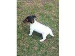 Jack Russell Terrier Puppy for sale in Bark River, MI, USA