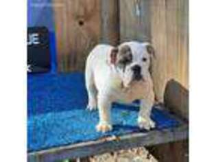 Bulldog Puppy for sale in Texarkana, TX, USA