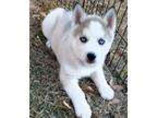 Siberian Husky Puppy for sale in Idabel, OK, USA