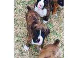 Boxer Puppy for sale in EAGLE PASS, TX, USA