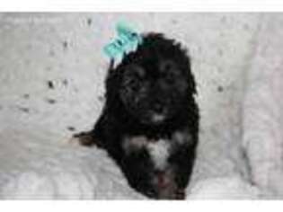 Mutt Puppy for sale in Hattieville, AR, USA