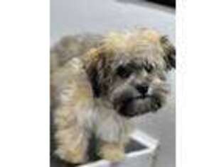 Havanese Puppy for sale in Decatur, TX, USA