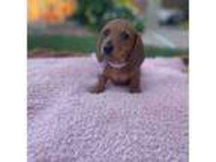 Dachshund Puppy for sale in Gilbert, AZ, USA