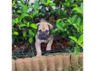 Boerboel Puppy for sale in Deltona, FL, USA