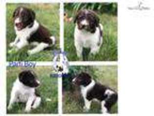 Mutt Puppy for sale in Leola, SD, USA