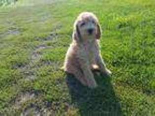 Mutt Puppy for sale in Parker, SD, USA