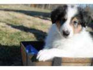 Collie Puppy for sale in Steelville, MO, USA