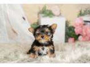 Yorkshire Terrier Puppy for sale in Warsaw, IN, USA