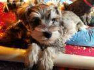 Mutt Puppy for sale in Blooming Prairie, MN, USA