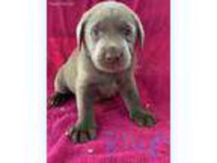 Labrador Retriever Puppy for sale in Biloxi, MS, USA