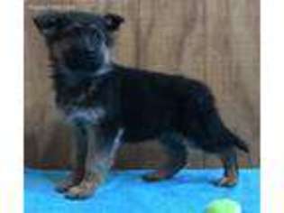 German Shepherd Dog Puppy for sale in Topeka, IN, USA