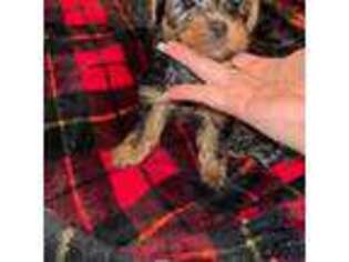 Yorkshire Terrier Puppy for sale in Rutherford, NJ, USA