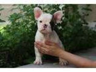 French Bulldog Puppy for sale in Fairview, NJ, USA