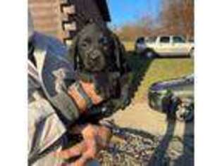 Labrador Retriever Puppy for sale in Coalport, PA, USA