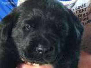 Labrador Retriever Puppy for sale in Flushing, MI, USA