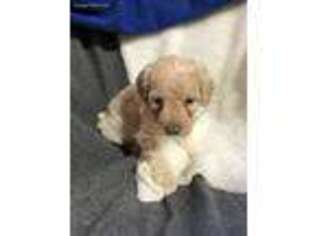 Goldendoodle Puppy for sale in Archbold, OH, USA