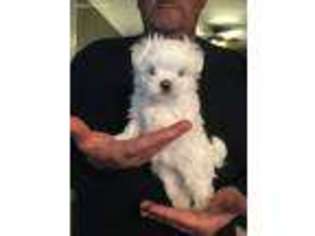 Maltese Puppy for sale in Greenville, SC, USA