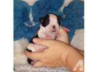 Boston Terrier Puppy for sale in AUSTIN, TX, USA