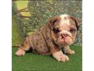 Bulldog Puppy for sale in Cincinnati, OH, USA