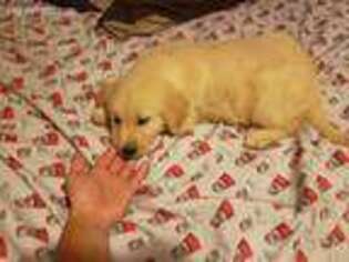 Mutt Puppy for sale in Zimmerman, MN, USA
