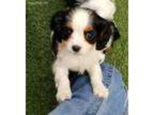 Cavalier King Charles Spaniel Puppy for sale in Chino, CA, USA