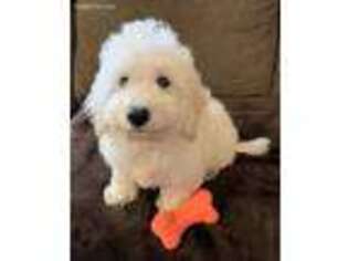 Goldendoodle Puppy for sale in Gurnee, IL, USA