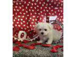 Maltese Puppy for sale in Grove, OK, USA
