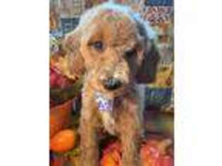 Mutt Puppy for sale in Lake Charles, LA, USA