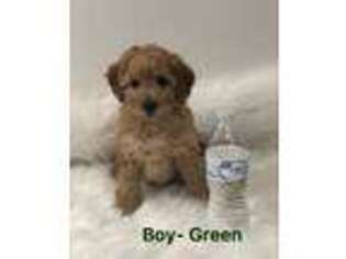 Goldendoodle Puppy for sale in New Harmony, UT, USA